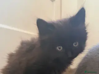 Mixed Breed cats Ready to leave girl - Advert 1