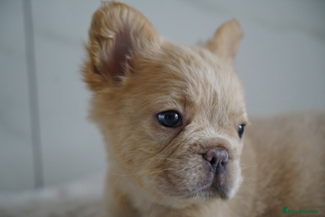 French Bulldog dogs for sale: Exceptional Fluffy French Bulldog Puppies - Image 18