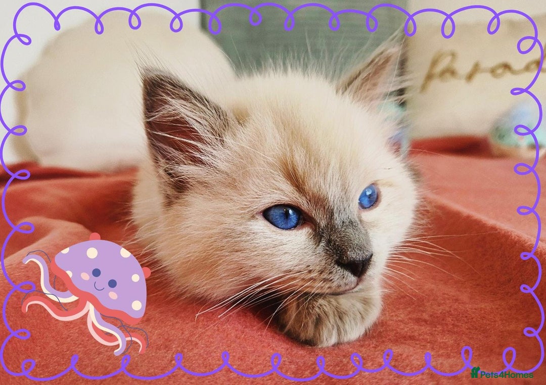 Ragdoll cats for sale: Top-Quality Pedigree Ragdoll Kittens - 3 AVAILABLE - Image 33