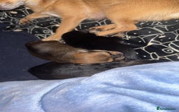 Chug dogs for sale: Beautiful chugs - Image 4
