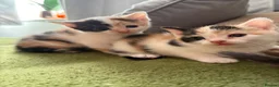 Aegean cats for sale: Aegeans kittens are looking for forever home ❤️ - Advert 19