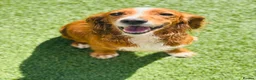 Mixed Breed dogs for sale: Cocker X Collie Puppies - Advert 18