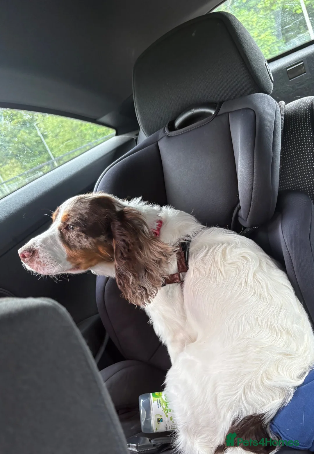 Cocker Spaniel dogs for sale: Lenny – 9-Month-Old Cocker Spaniel in Cramlington - Advert 6