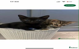 Bengal cats for sale: Beautiful boy bengal  - Image 6