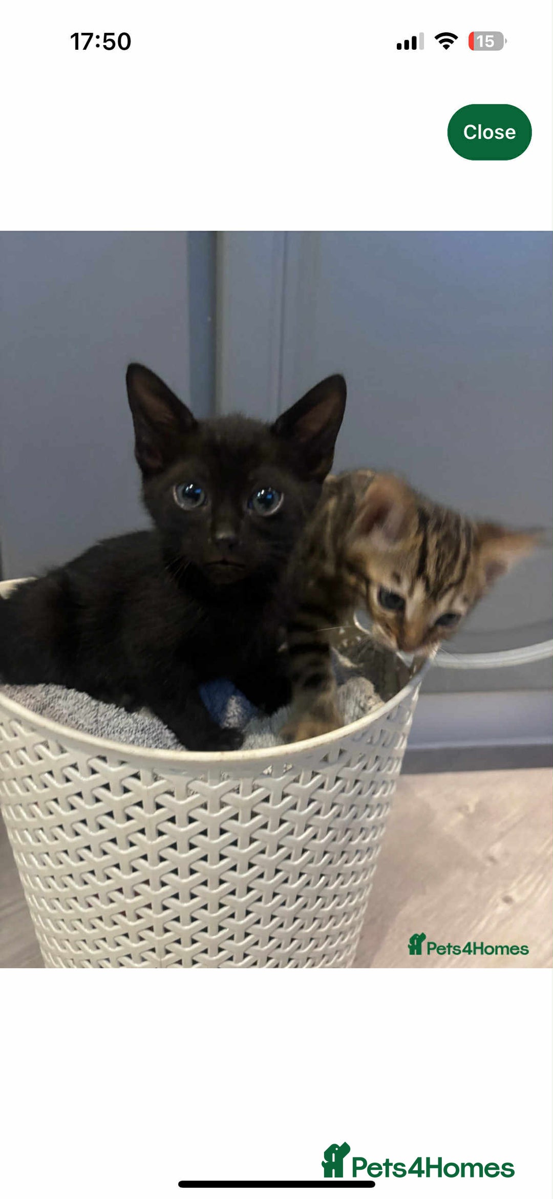 Bengal cats for sale: Beautiful boy bengal  - Image 6
