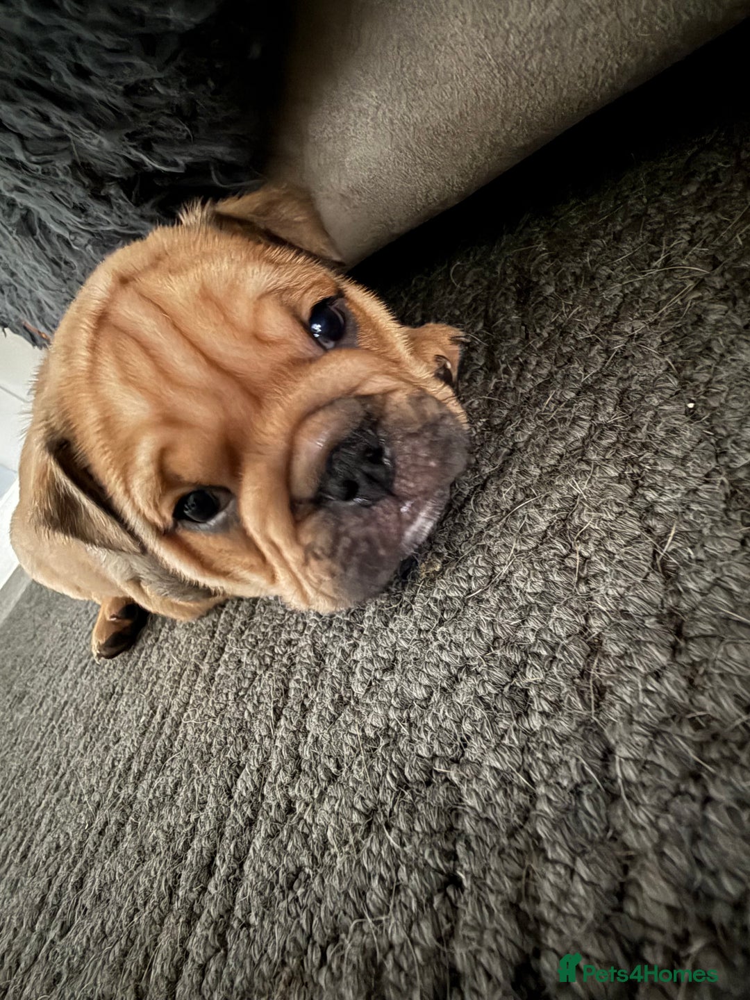 English Bulldog dogs for sale: Traditional English Bulldog Puppies  - Image 19
