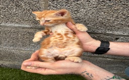 Ragdoll cats for sale: Gorgeous ragdoll cross kittens  - Image 18