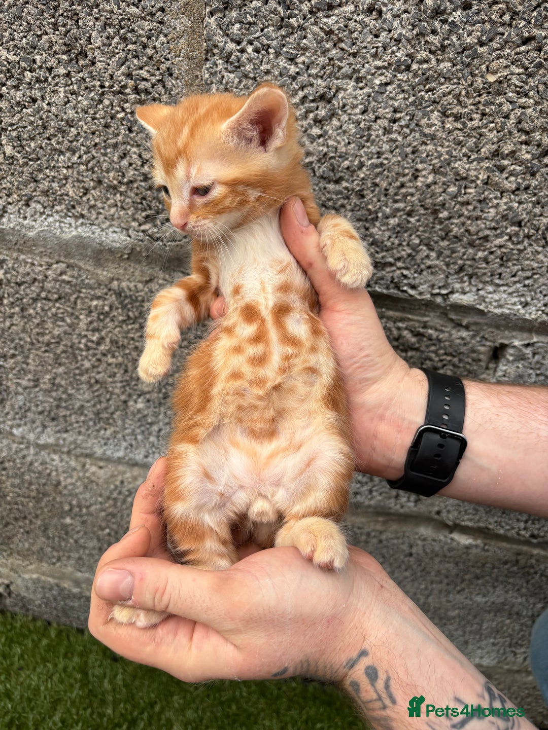 Ragdoll cats for sale: Gorgeous ragdoll cross kittens  - Image 18