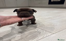 Olde English Bulldogge dogs for sale: Top quality olde English bulldogs - NEBBER REG - Advert 12