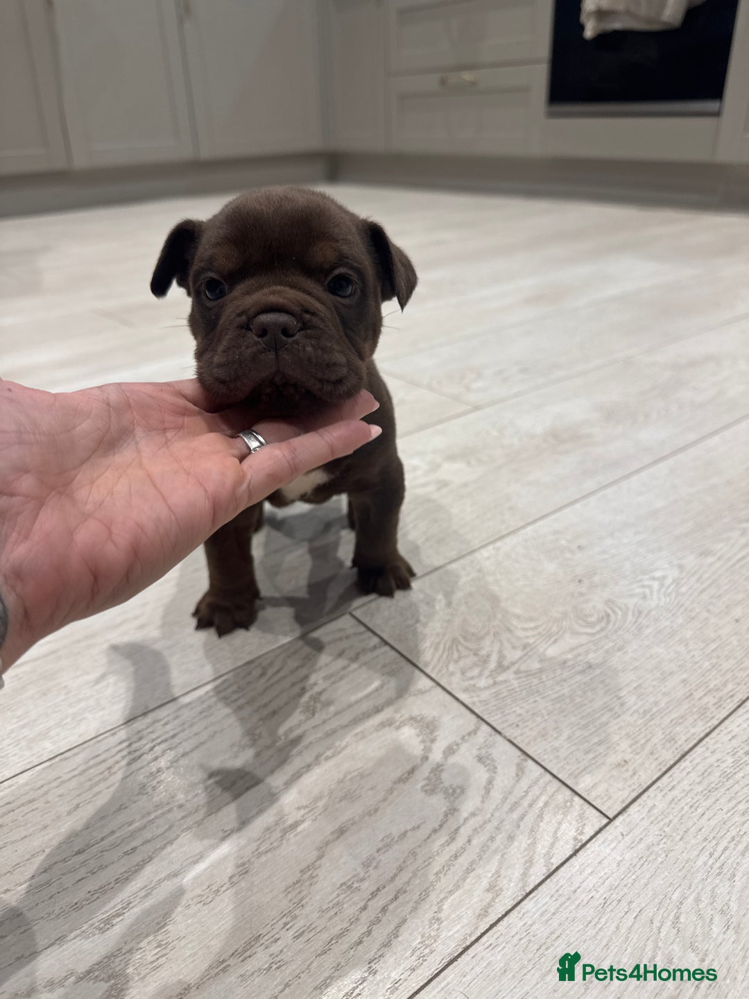 Olde English Bulldogge dogs for sale: Top quality olde English bulldogs - NEBBER REG - Advert 12