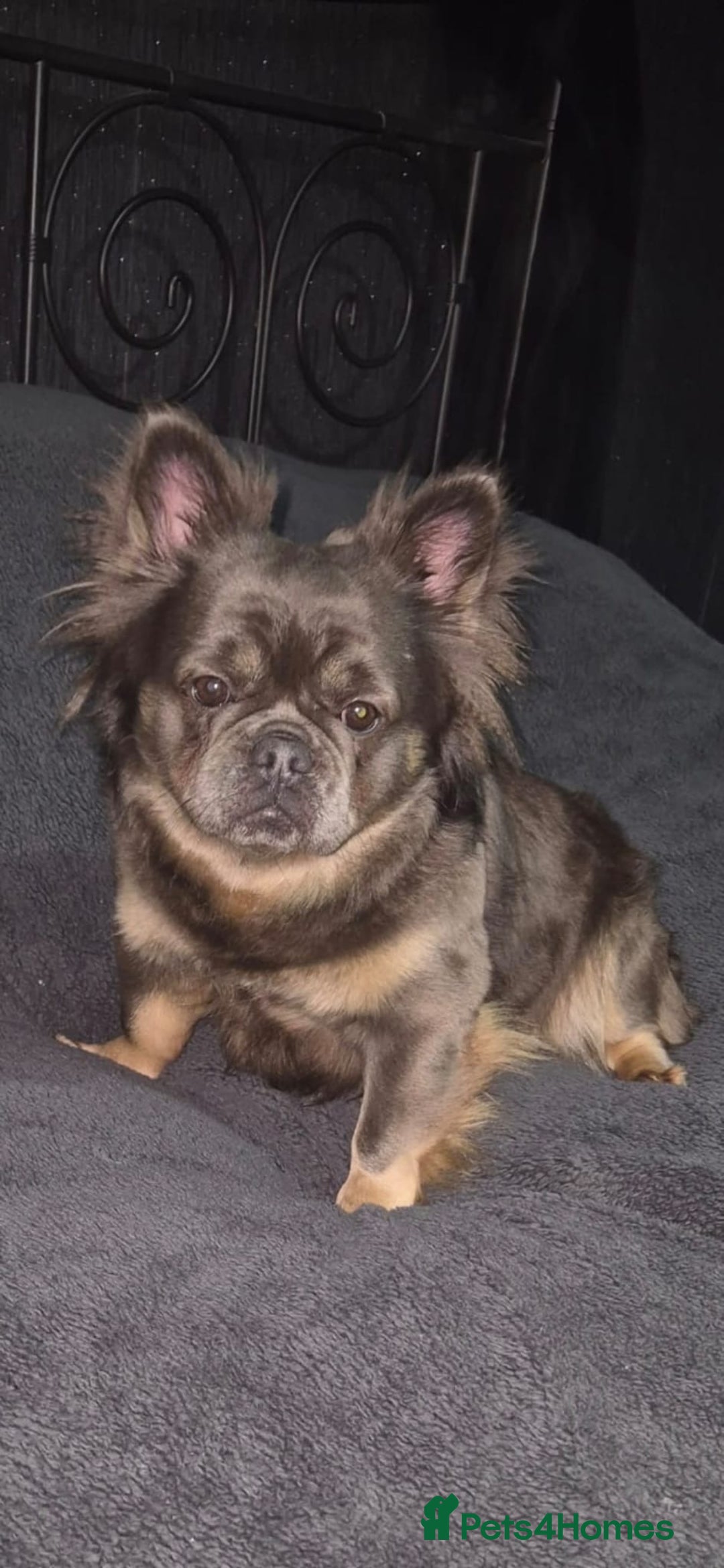 French Bulldog dogs for sale: French Bulldog puppies  - Advert 14