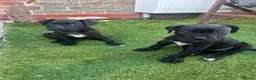 Cane Corso dogs for sale: Cane corso 9 weeks old only 1 left - Advert 2