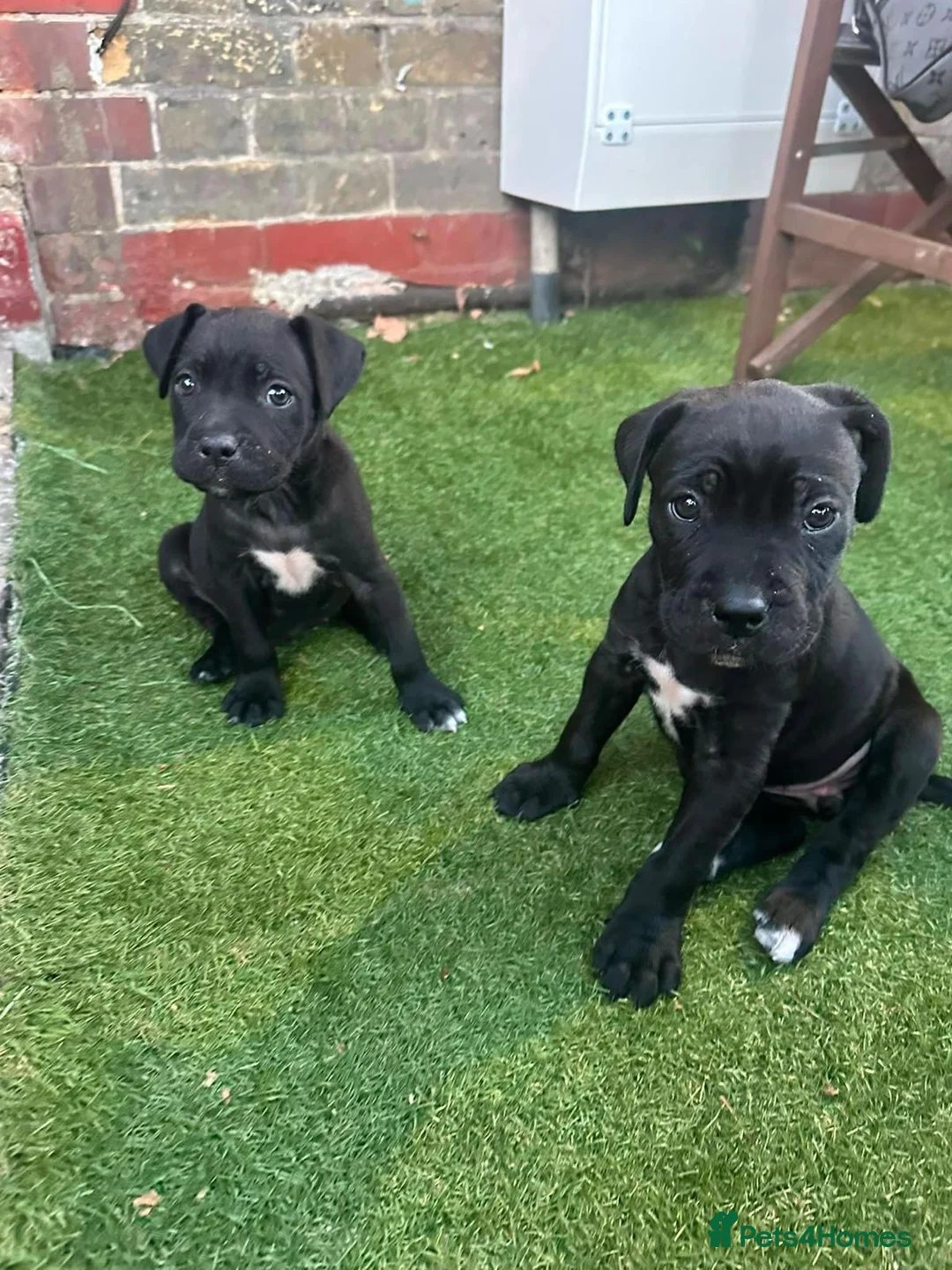 Cane Corso dogs for sale: Cane corso 9 weeks old only 1 left - Advert 2