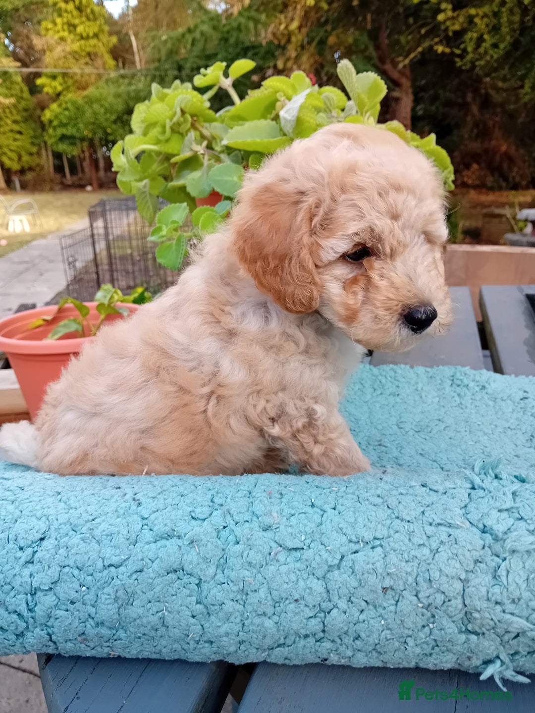 Miniature Poodle dogs for sale: Handsome Boy looking for forever Home: mini poodle - Image 9