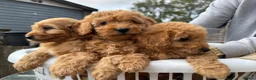 Cockapoo dogs for sale: F1b cockapoo  - Advert 4