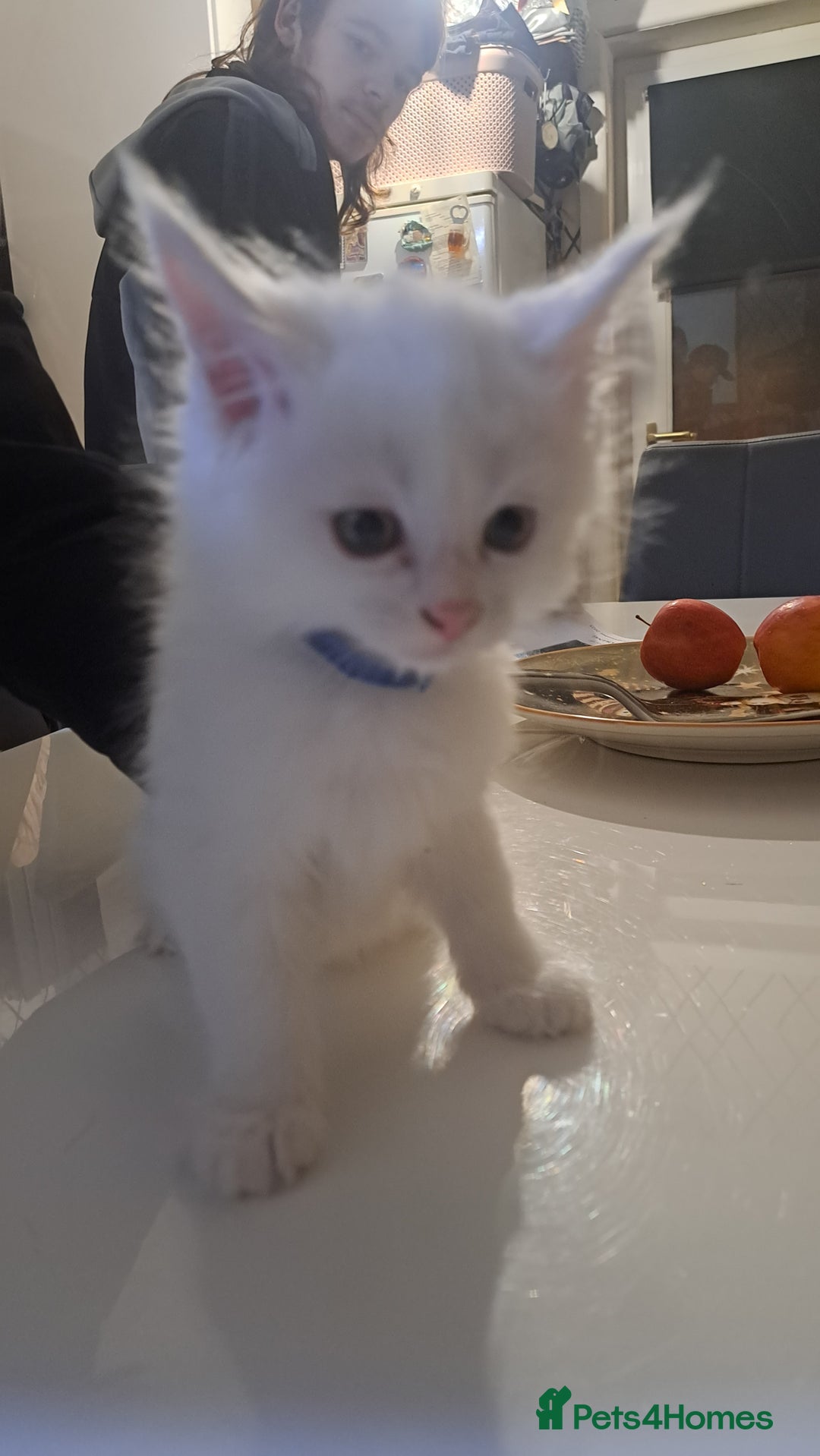 Maine Coon cats for sale: Pedigree maine coon kittens - Advert 9