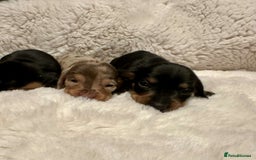 Miniature Dachshund dogs for sale: Short Haired Miniature Dachshunds - Image 17