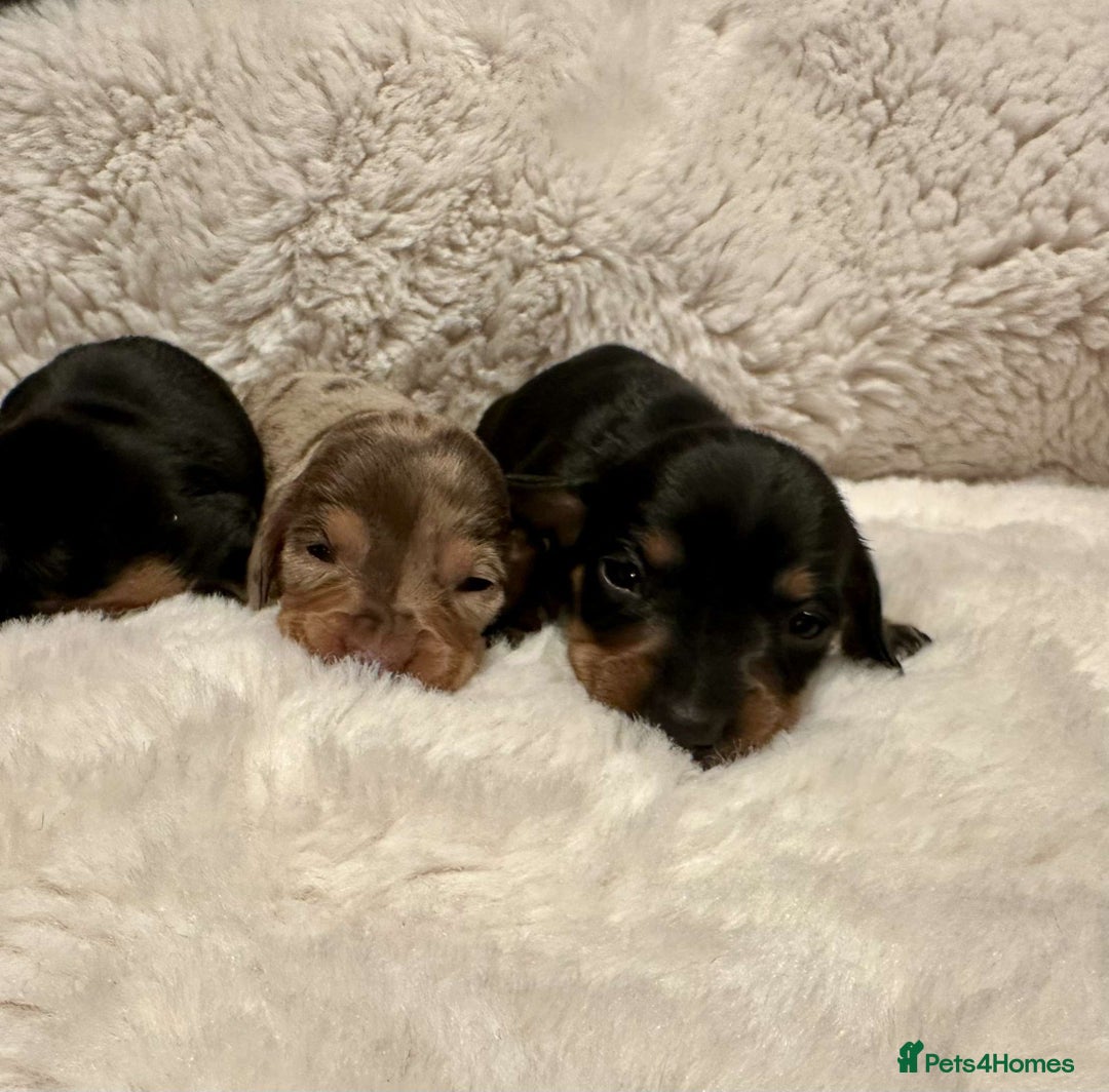 Miniature Dachshund dogs for sale: Short Haired Miniature Dachshunds - Image 17