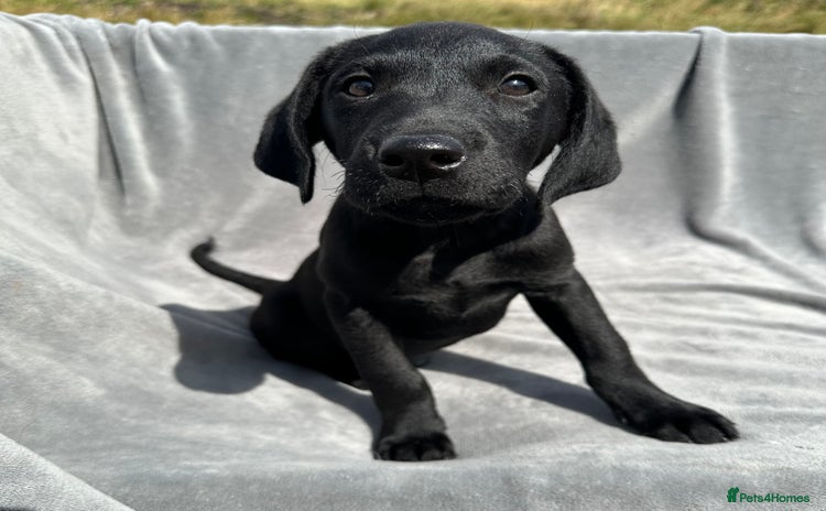 Labrador Retriever dogs - Advert 8