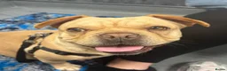 French Bulldog dogs for sale: 7 French Bulldogs - Advert 16