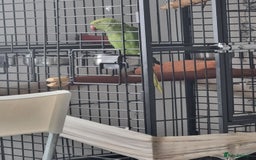 Parakeets birds for sale: Ring neck  - Image 1