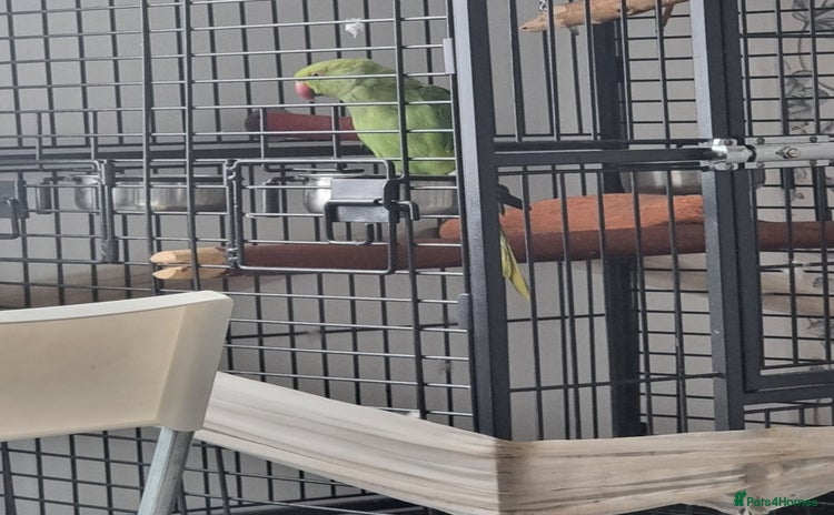 Parakeets birds - Advert 1