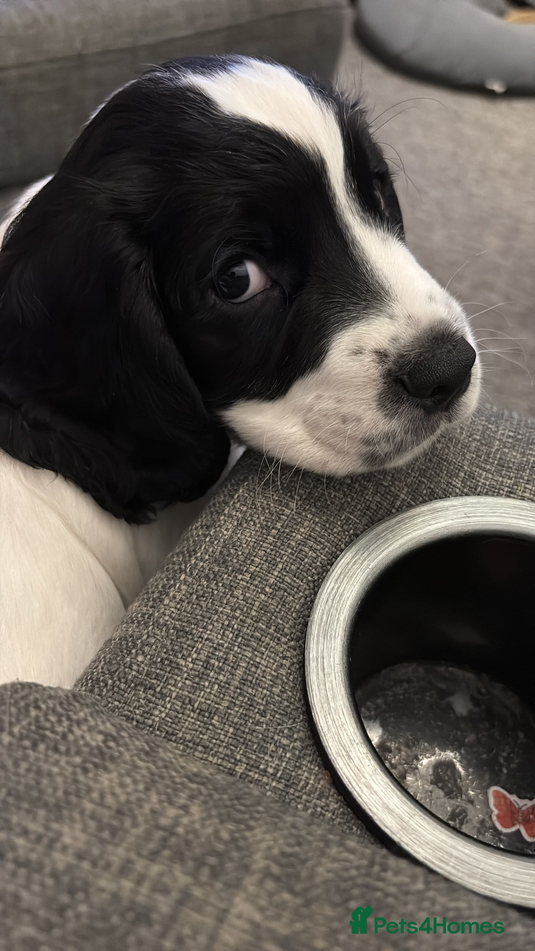 Sprocker dogs for sale: Sprocket Puppies - Advert 6
