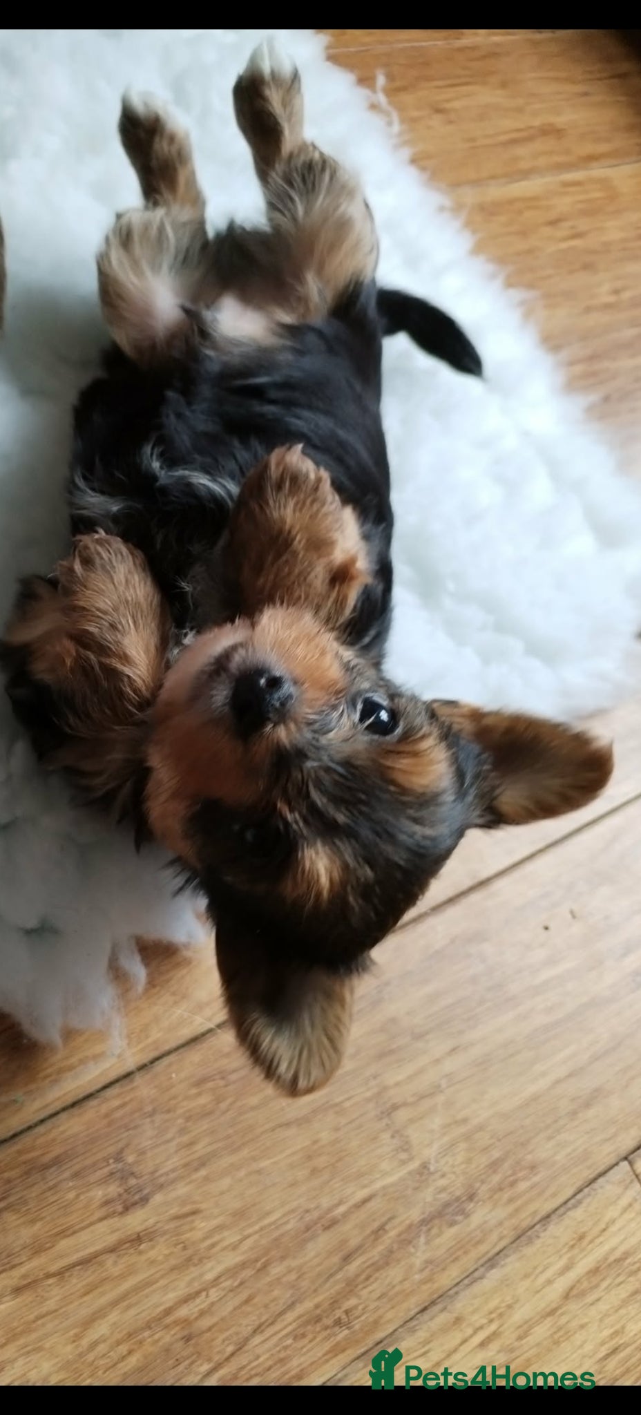 Yorkshire Terrier dogs Yorkshire Terrier (Biewer) Puppies - Advert 10