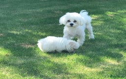 Maltese dogs for sale: KC Reg Korean Maltese girls - Image 22