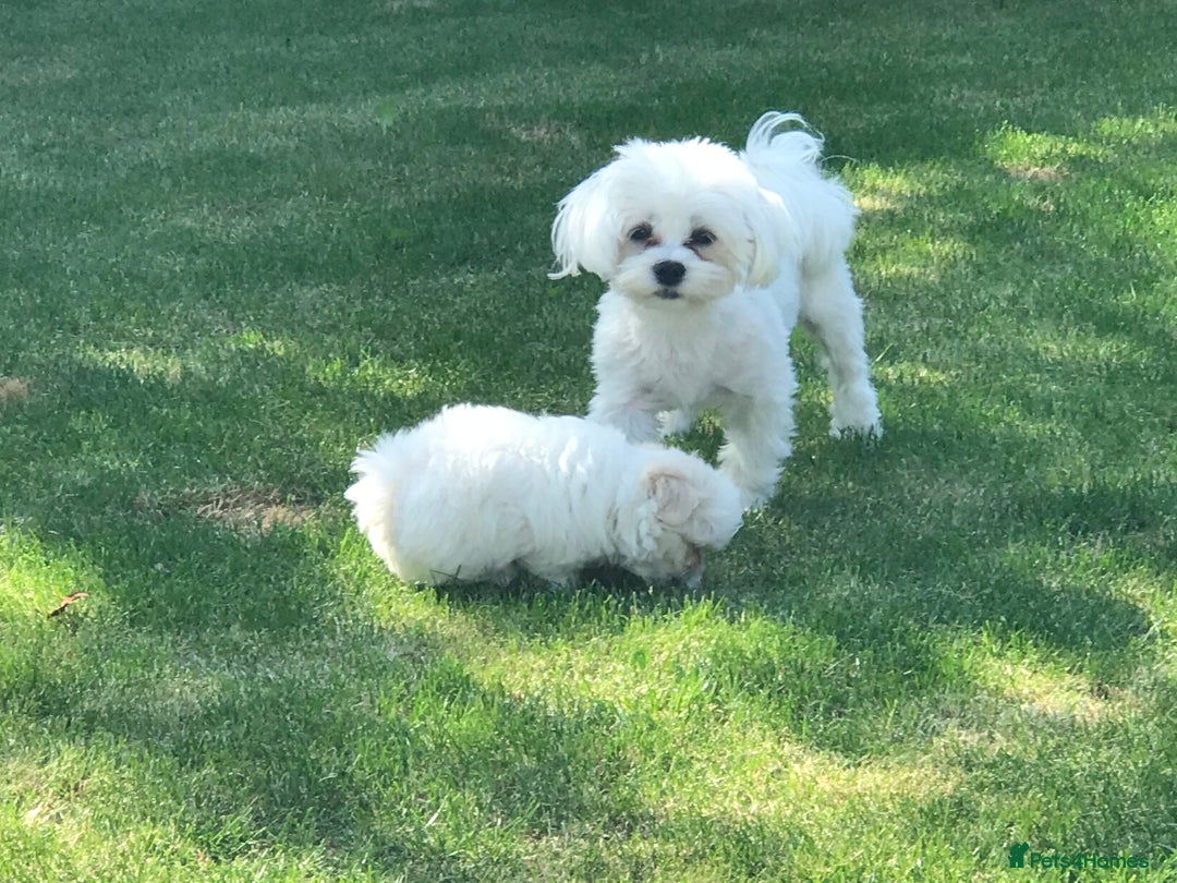 Maltese dogs for sale: KC Reg Korean Maltese girls - Image 22