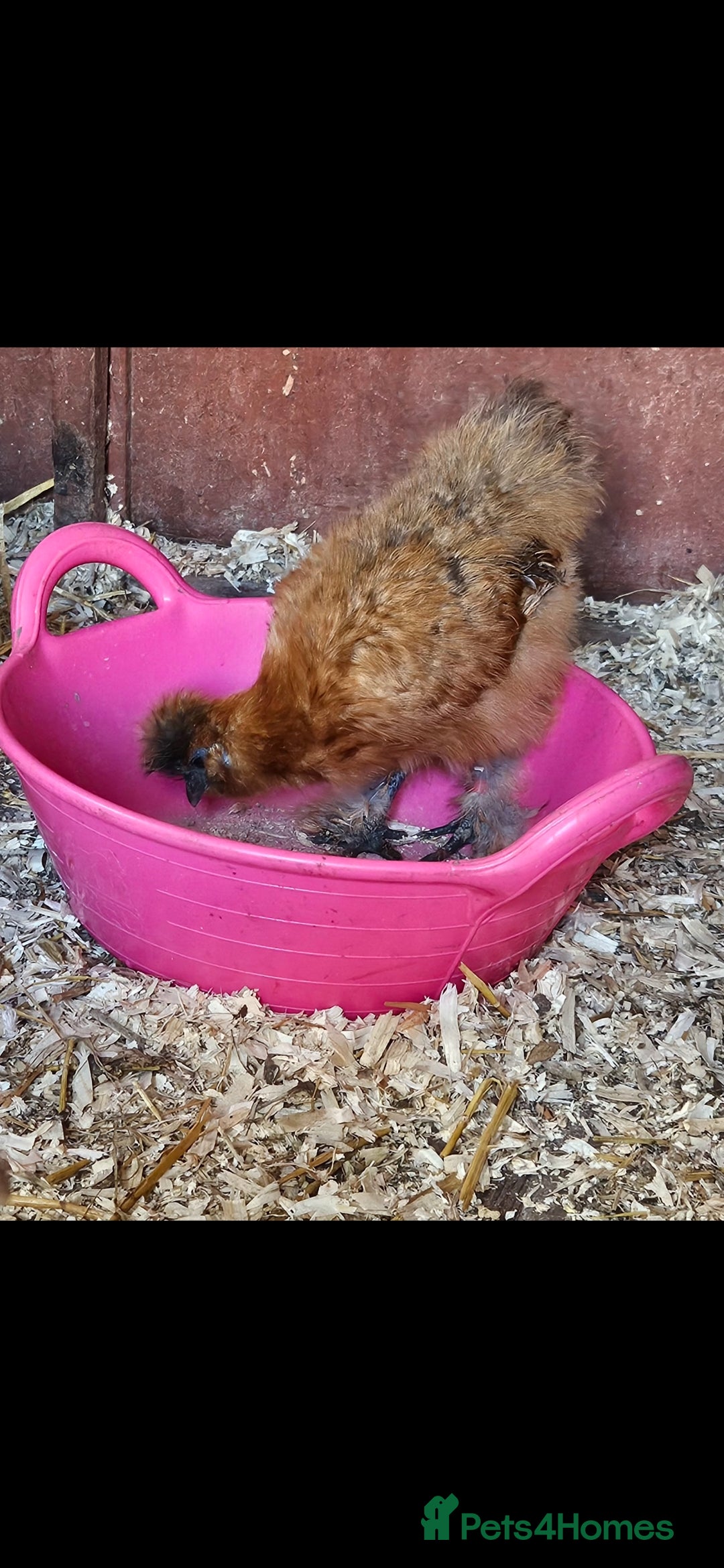 Chickens poultry for sale: Silkie hens. Must go together. Four in total.  - Image 7