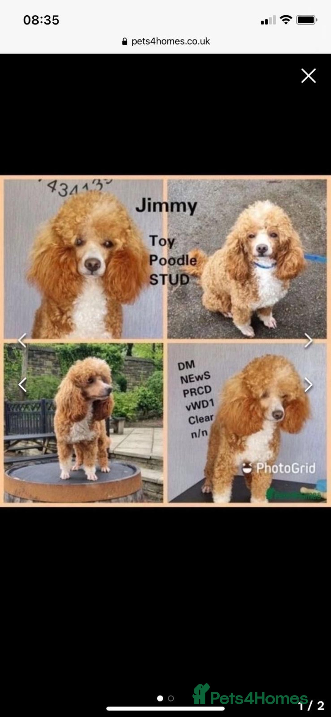 Cockapoo dogs for sale: Beautiful F1 Cockapoo puppies available  - Advert 9