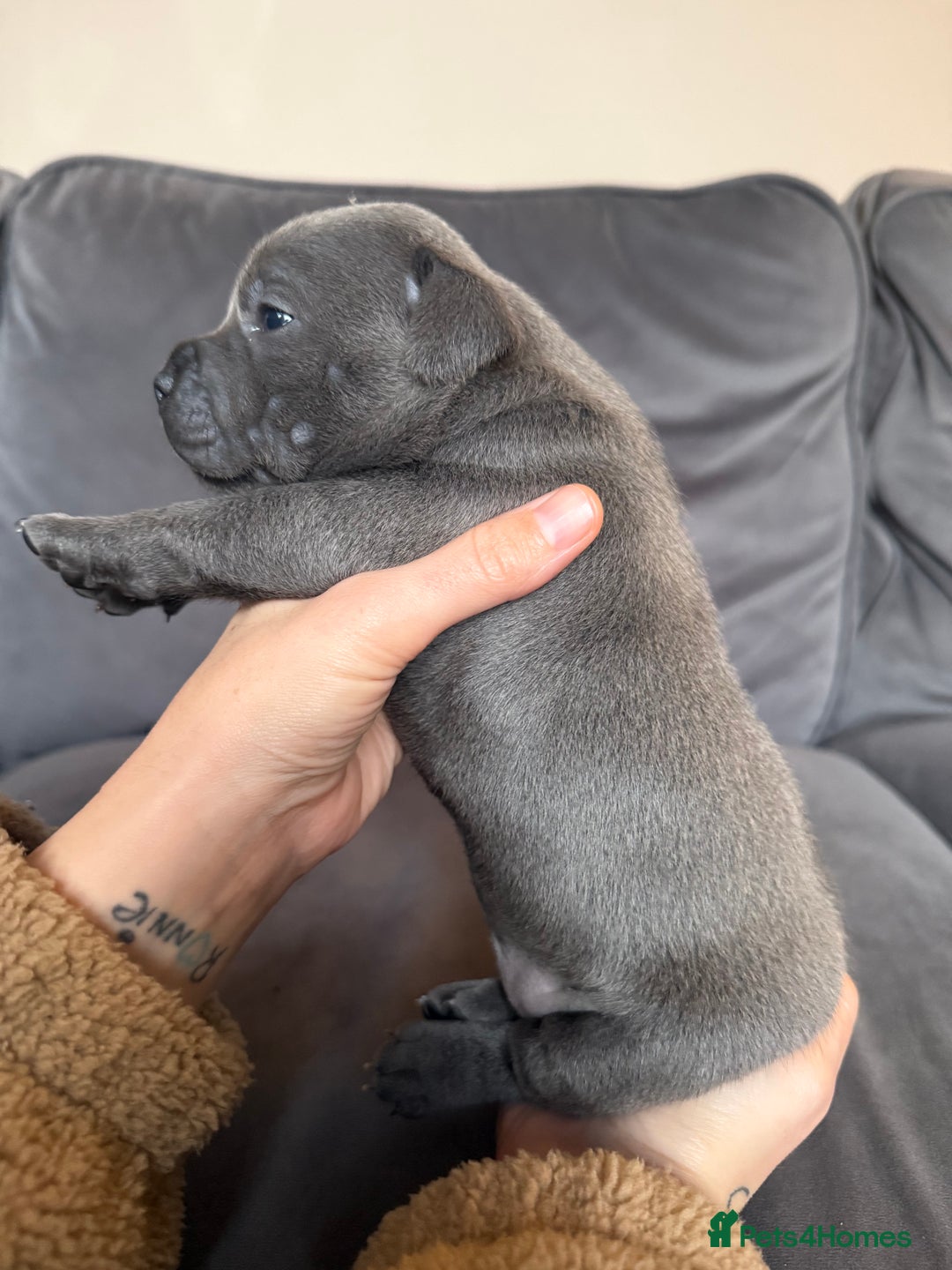 Staffordshire Bull Terrier dogs for sale: 🏆Blue staffordshire puppies ⭐️Ready  **  Eve - Advert 7