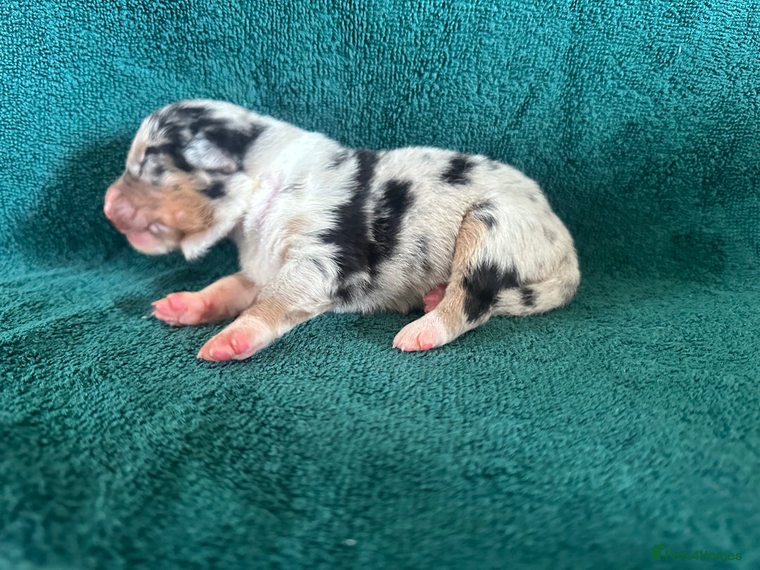 Australian Shepherd dogs for sale: Beautiful Australian Shepherds  - Image 12