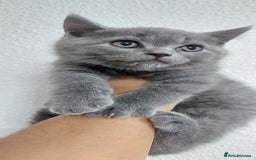 Brazilian Shorthair cats for sale: British short hair kittens  - Image 4