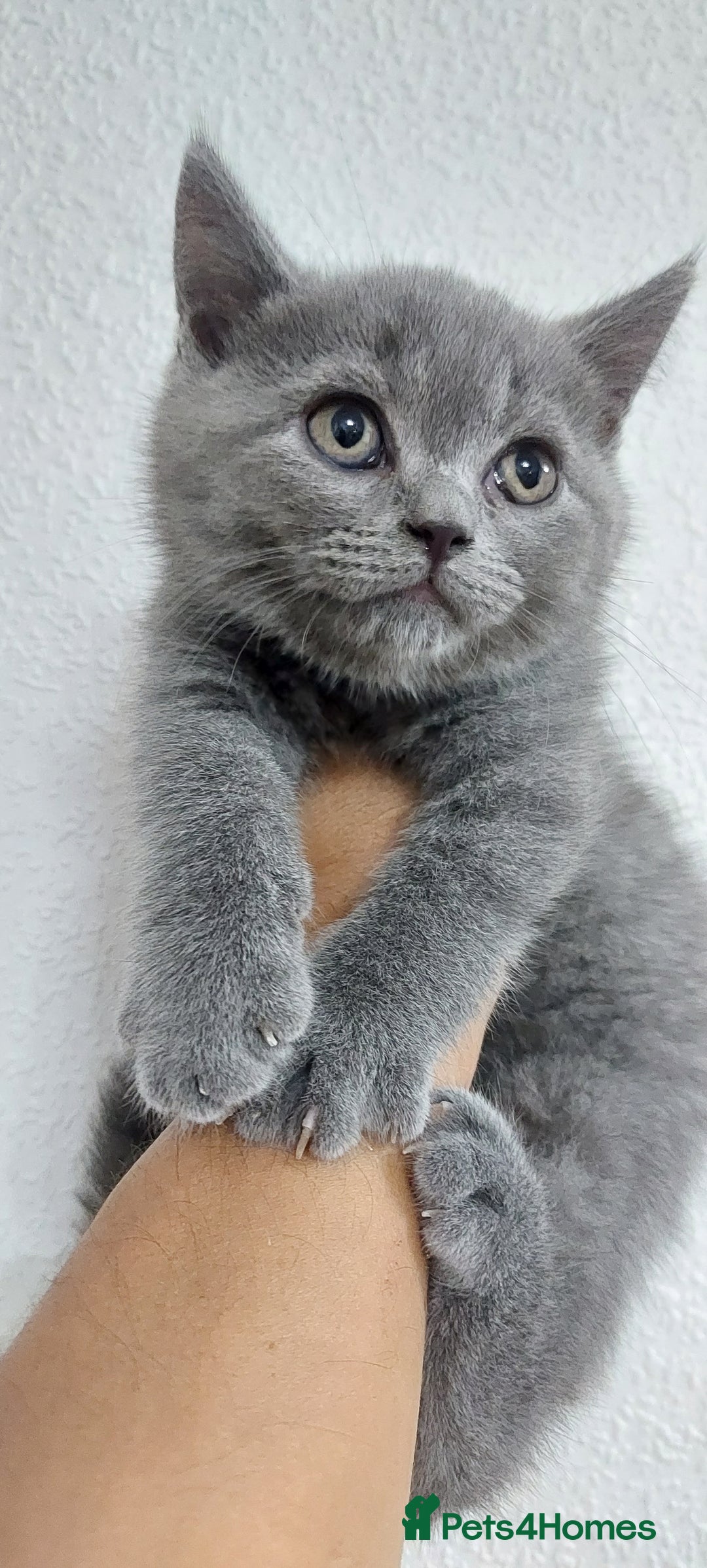 Brazilian Shorthair cats for sale: British short hair kittens  - Image 4
