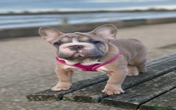 French Bulldog dogs for sale: Full ** French bulldog  - Image 2