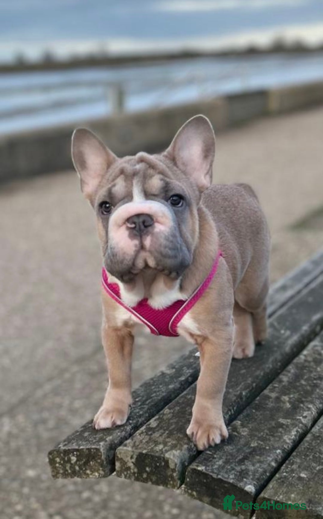 French Bulldog dogs for sale: Full ** French bulldog  - Image 2