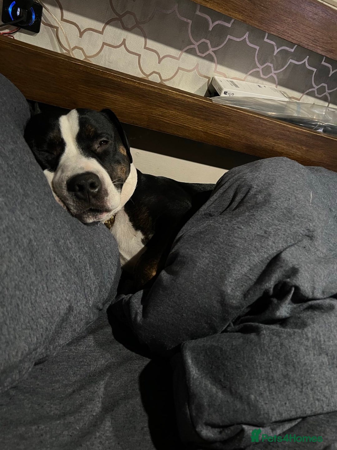 Staffordshire Bull Terrier dogs for sale: Mario – Gentle 5 Year Old Staffy - Advert 5