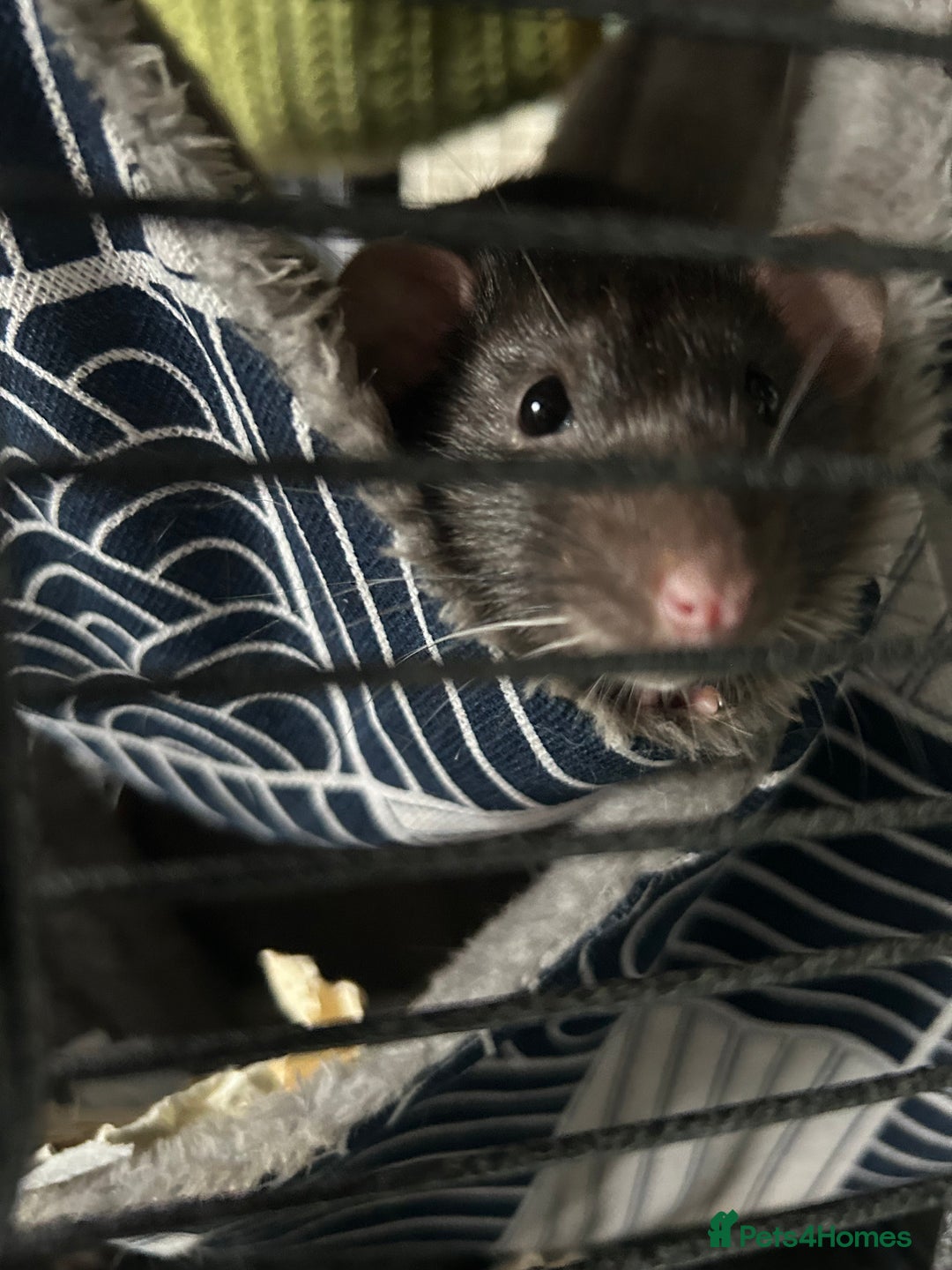 Rat rodents for sale: Two Male Rats - Image 7