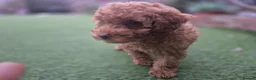 Toy Poodle dogs for sale: Toy poodle Puppy for rehoming  - Advert 2