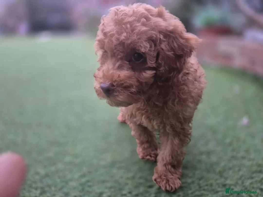 Toy Poodle dogs for sale: Toy poodle Puppy for rehoming  - Advert 2