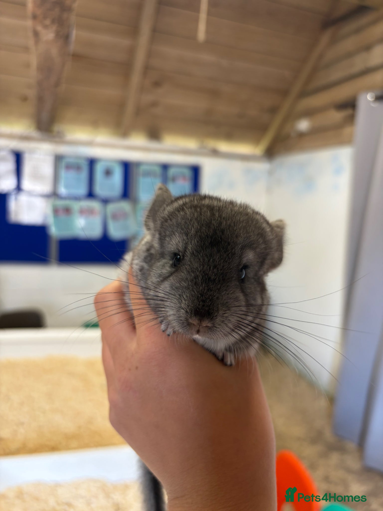 Chinchilla rodents for sale: 3 Gorgeous Tame Baby Chinchillas in Sandy - Advert 3