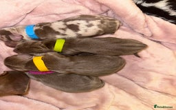 Miniature Dachshund dogs for sale: kc miniature dachshunds  - Image 6