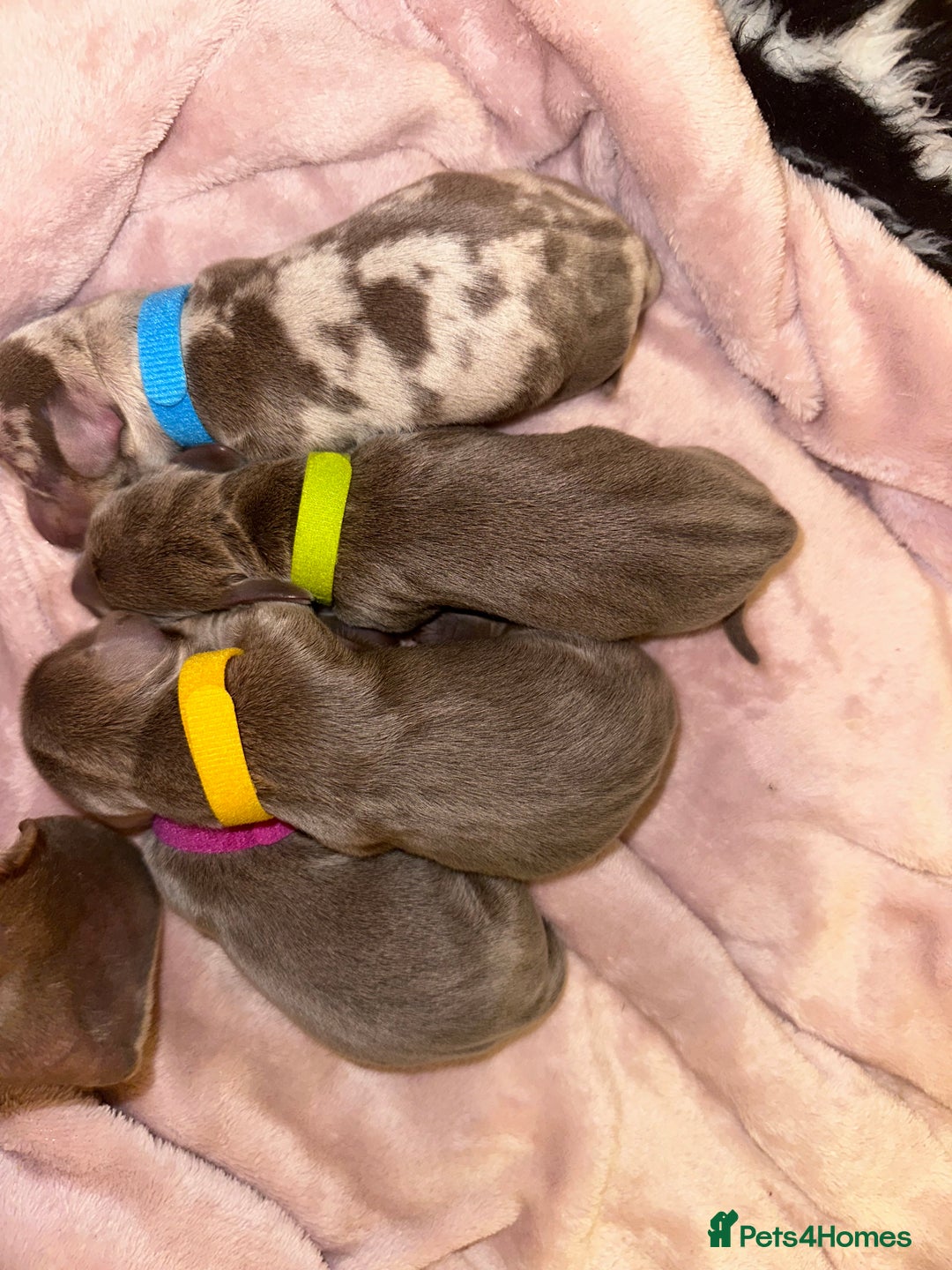 Miniature Dachshund dogs for sale: kc miniature dachshunds  - Image 6
