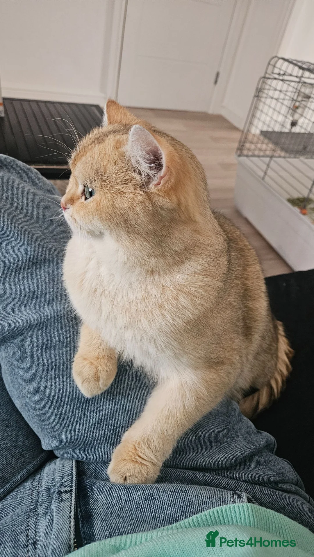 British Shorthair cats for sale: 3 Gorgeous British Shorthair Female Kittens  - Advert 2