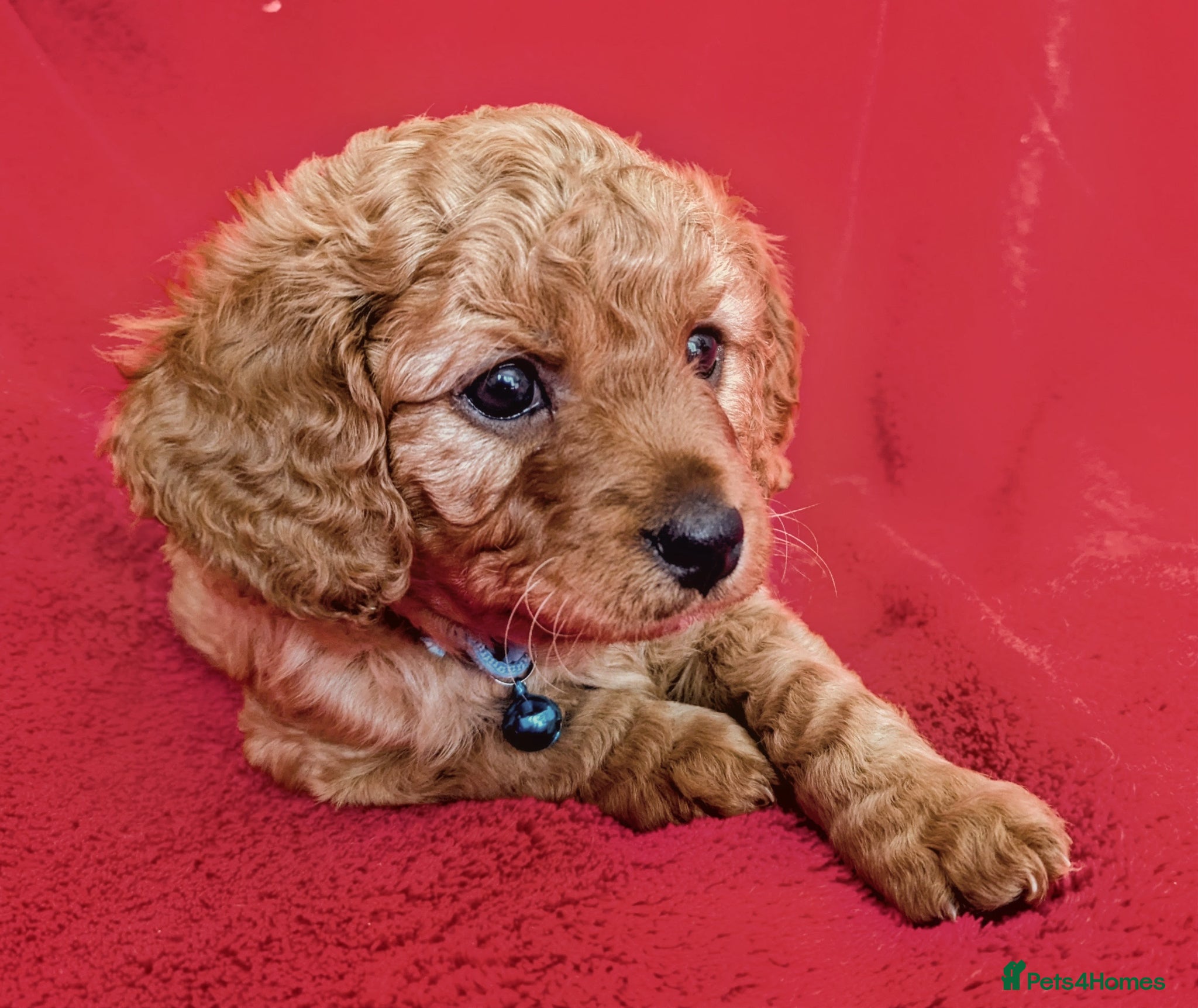 Cavapoo dogs Adorable Puppies, price open to negotiation - Advert 2