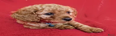 Cavapoo Puppy 1 (Blue collar): Red body