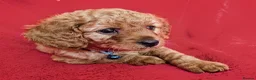 Cavapoo dogs for sale: All puppies reserved. - Advert 37
