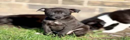 Mixed Breed dogs for sale: 🐾 Whippet × Lurcher Puppies 🐾 - Advert 3